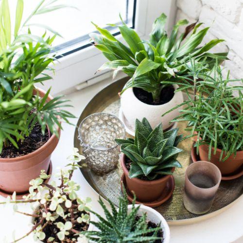 Indoor plants in various small pots Indoor plants in various small pots
