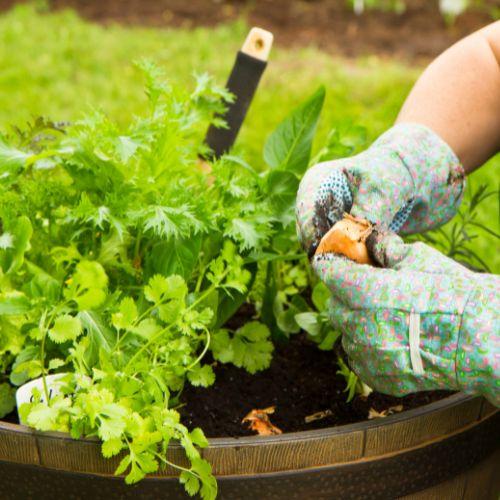 a person wearing gardening gloves planting garlic in a wine barrel a person wearing gardening gloves planting garlic in a wine barrel