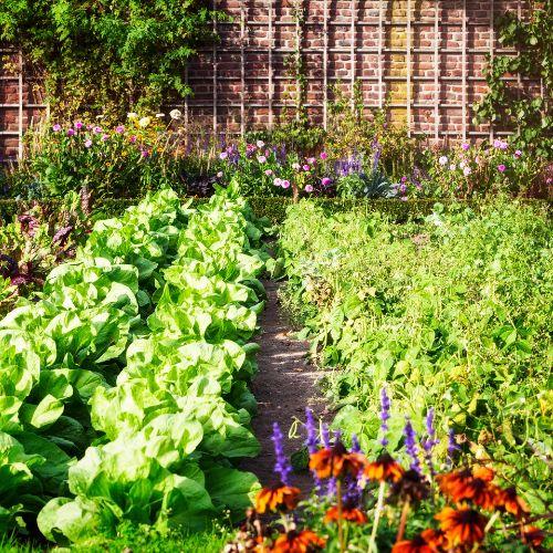 Garden full of vegtables in rows Garden full of vegtables in rows