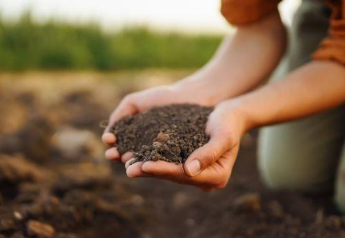 Rich loam soil held in hands above a garden bed — ideal soil type for most plants
