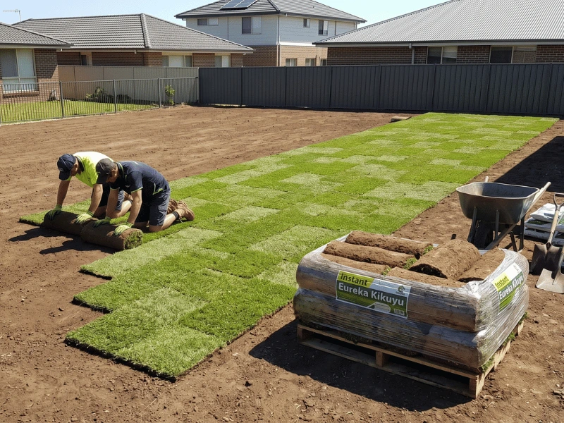 Laying instant turf rolls in a brick-work pattern on a prepared garden soil base