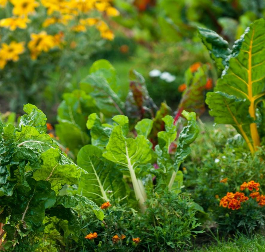 Vegetable Garden