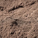 SCREENED TOPSOIL 2