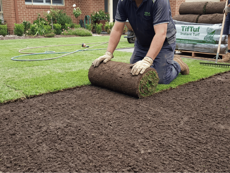 Laying TifTuf instant turf rolls in a brick-work pattern on a prepared garden base