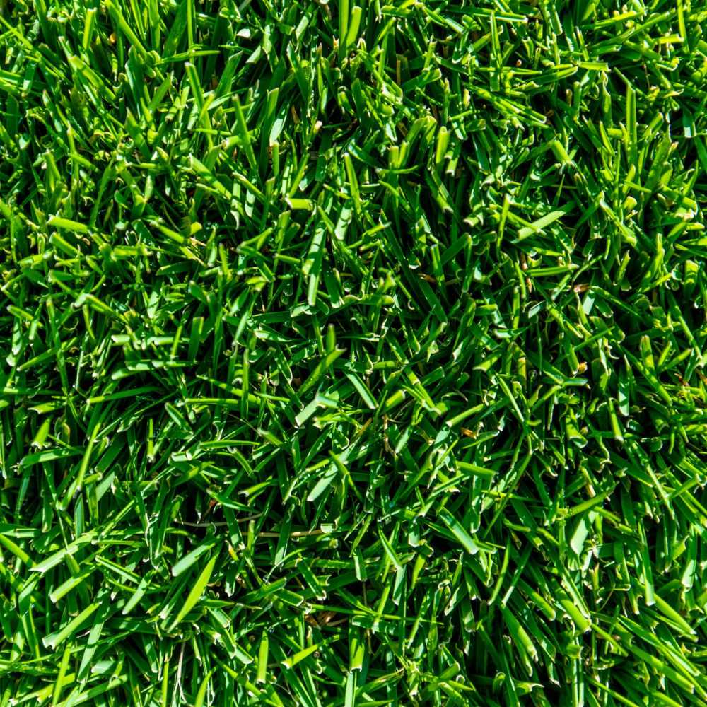 INSTANT TURF - TIFTUF HYBRID COUCH