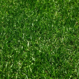 [310567] INSTANT TURF - EUREKA PREMIUM VG KIKUYU